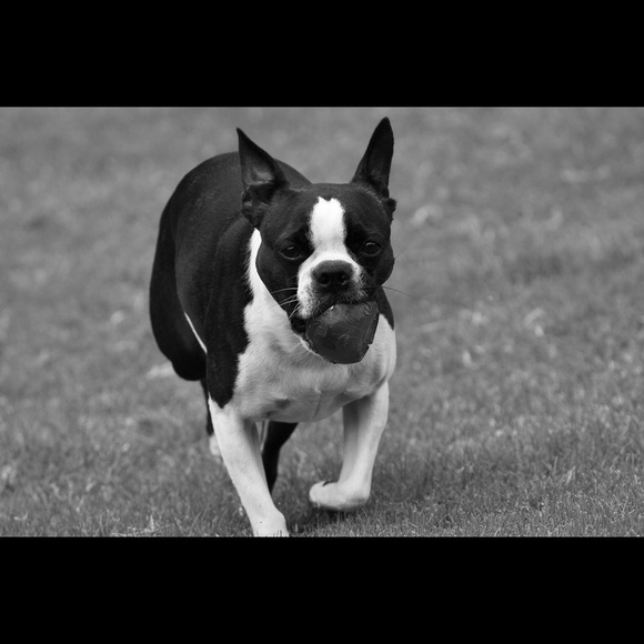 Meet your Posher, Clarice - Picture 11 of 13